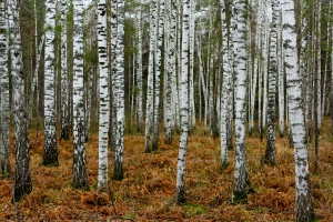Birches_near_Novosibirsk_in_Autumn