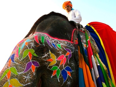A mahout sits atop his decorated elephant in Jaipur