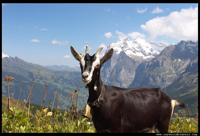 goat-in-the-swiss-alps-l